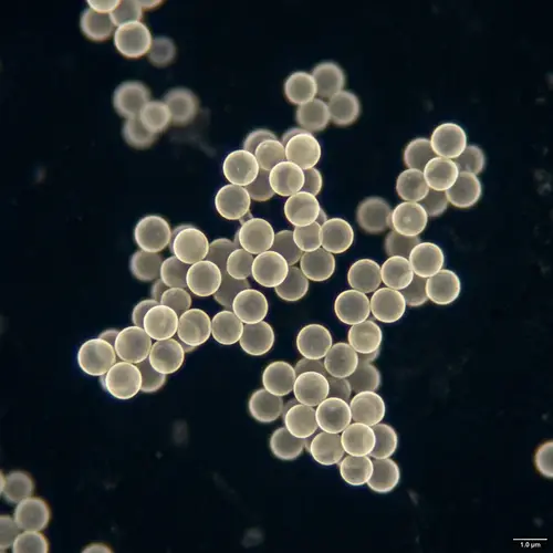 Microscopic View of Staphylococcus Bacteria