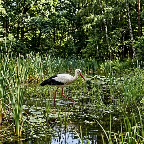 Graceful Stork Wading in Reedy Landscape