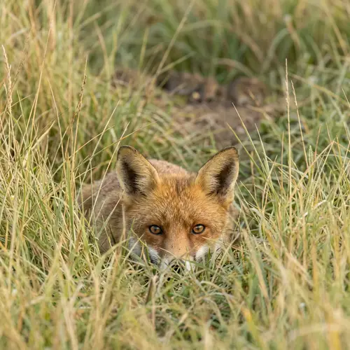 Agile Fox Hunting in Tall Grass: A Captivating Scene