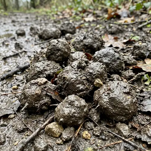 Understanding Wet Clumps in Boues Humides