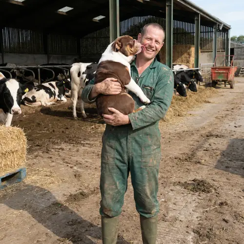 Caring Farmer and His Dog on a Dairy Farm
