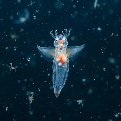 Discover the Enigmatic Sea Angel: Nature's Floating Wonder