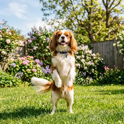 Cheerful Brown and White Dog in Sunny Backyard