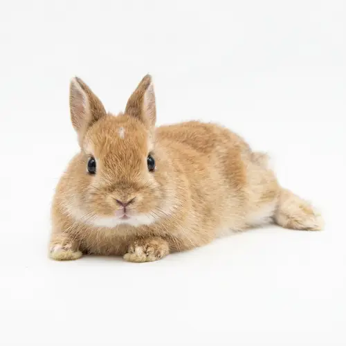 Cute Friendly Bunny Laying Down | Adorable Rabbit Images