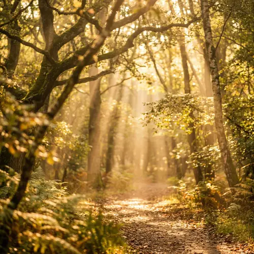 Warm Golden Radiance of Sun Rays