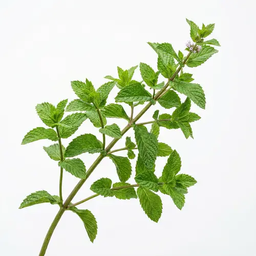 Mint Leaves Branch Composition for Culinary Use