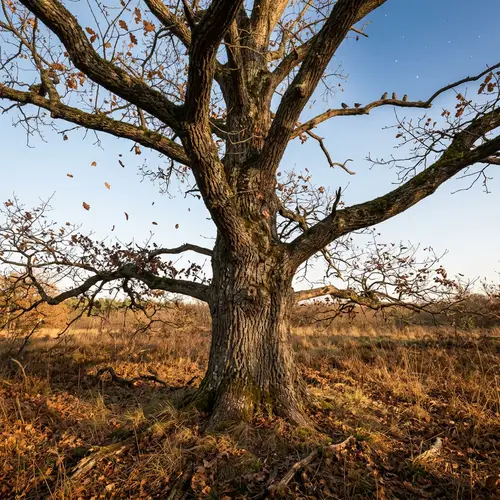 Ancient Oak Tree: A Poetic Tribute to Enduring Life and Wisdom
