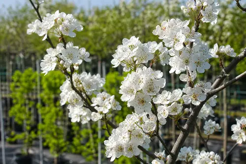 Beautiful Spring Blossoms of Chanticleer Pear Tree
