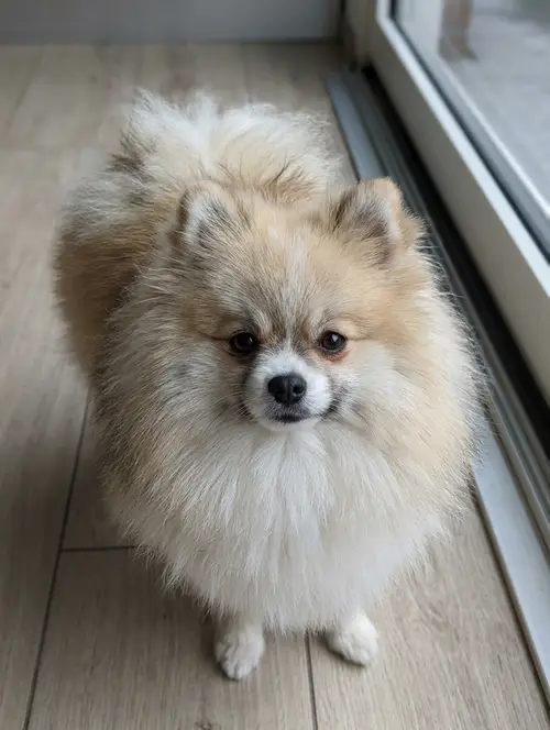 What Will My Puppy Look Like as an Adult?