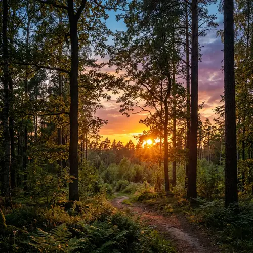 Enchanting Forest Sunset Scene | Natural Tranquility