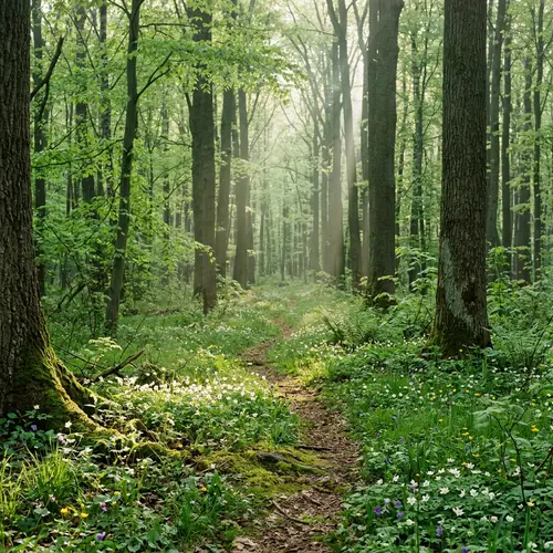 Tranquil Ukrainian Spring Forest: Sunlit Foliage & Delicate Flowers
