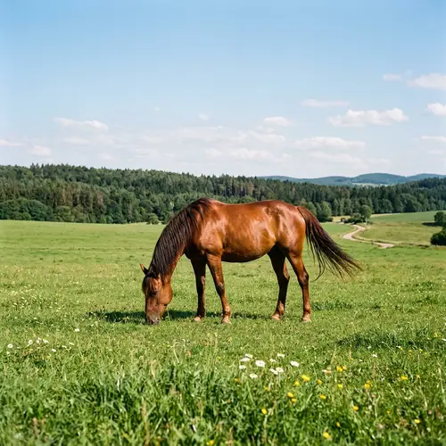 Majestic Horse in Open Field: Serene Beauty and Might