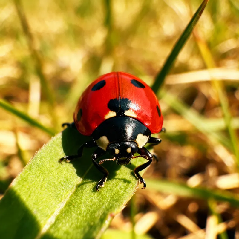 Discover Fascinating Ladybugs