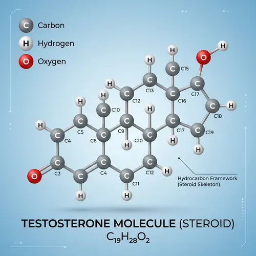 3D Steroid Molecule Structure with Hydrocarbon Framework
