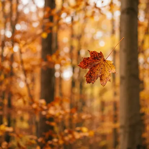 Autumn Leaf in Motion | Macro Photography