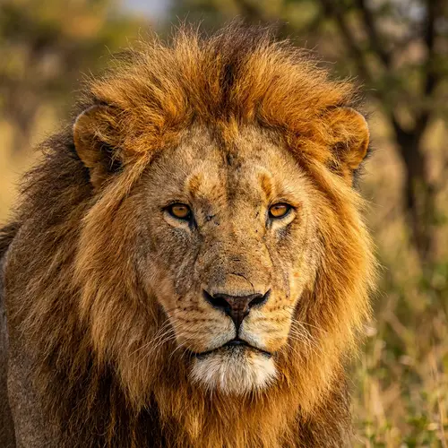 Majestic Lion Photography | Vibrant Colors & Intricate Details