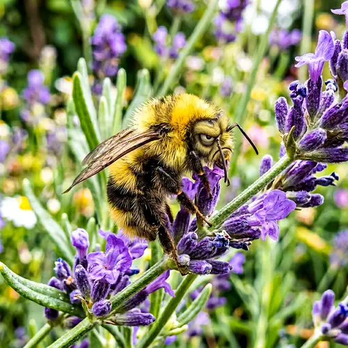 Create a Grumpy Bumblebee