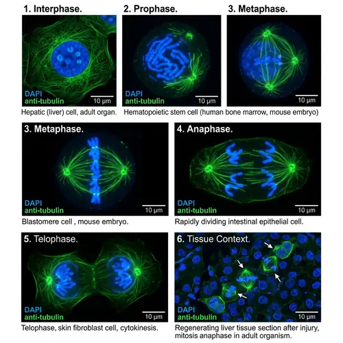Cell Division Microscopic Image | Stages & Cell Types Explained