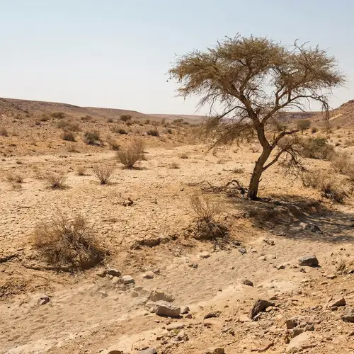 Contrasting Effects of Drought and Flood: Nature's Resilience Captured