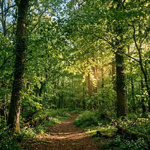 Soothing Natural Landscape | Sunlight Filter Through Trees
