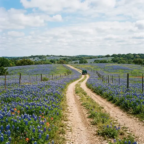 Beautiful Bluebonnet Field with Country Road