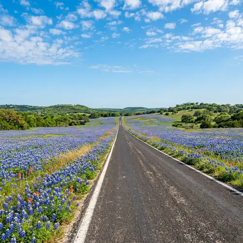 Beautiful Bluebonnet Fields with a Serene Road