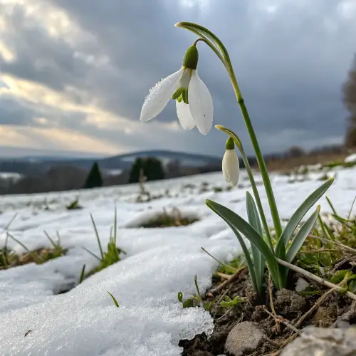 January Flower: Discover Its Beauty and Meaning