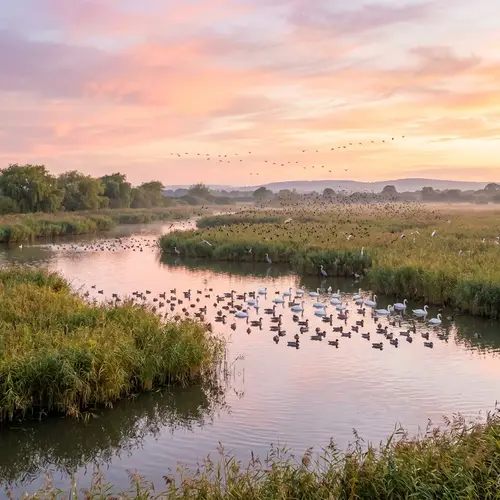 Tranquil Bird Species Settling in Verdant Marshlands | Sunset Serenity