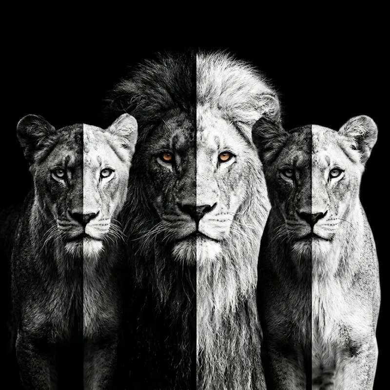 Majestic Lion & Lionesses Split in Monochrome View Majestic Lion & Lionesses Split in Monochrome View