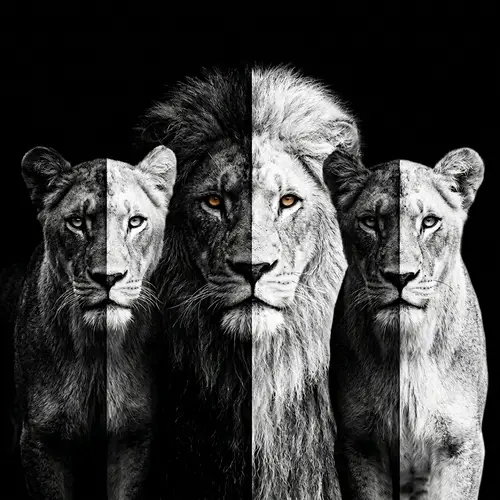 Majestic Lion & Lionesses in Monochrome