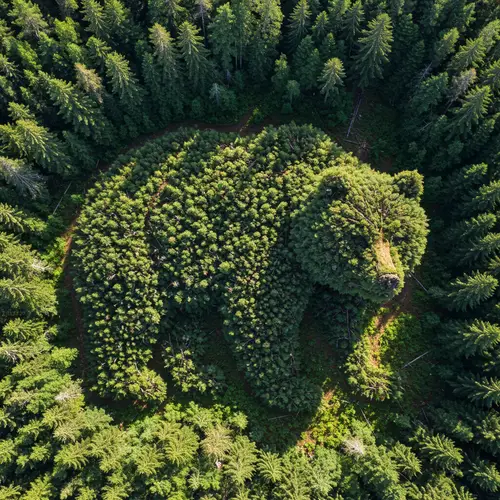 Bear-Shaped Forest: Nature's Unique Wonder