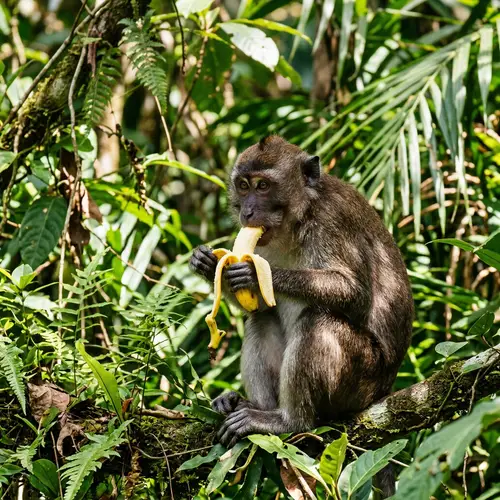 South Asian Monkey Enjoying a Banana in Lush Greenery