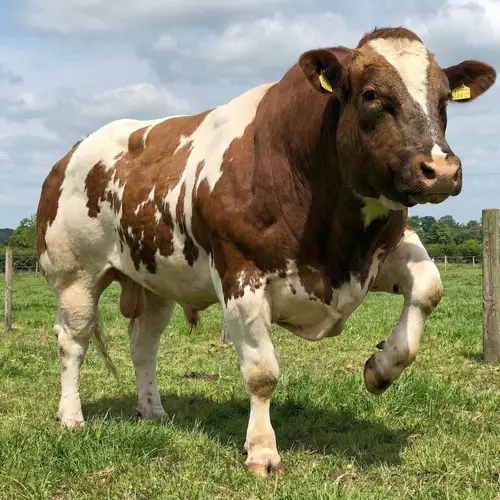 Muscular Cow Flexing - Photorealistic Art