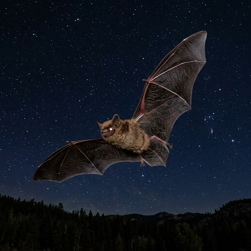 Discover the Fascinating World of Bats