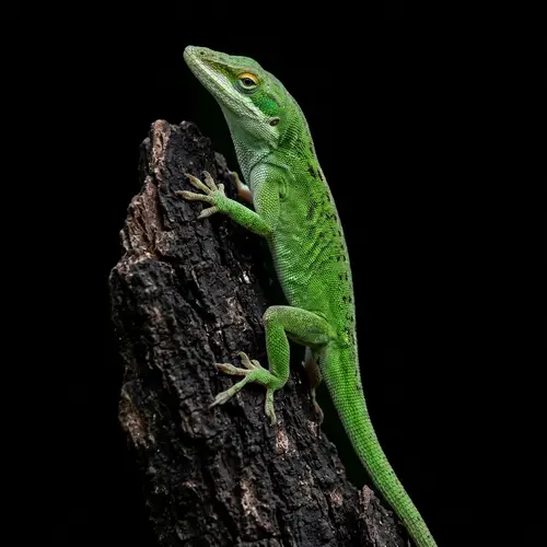 Green Lizard Against Black Background