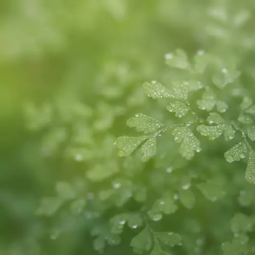 Natural Products Background in Green Tones with Leaves and Water Droplets