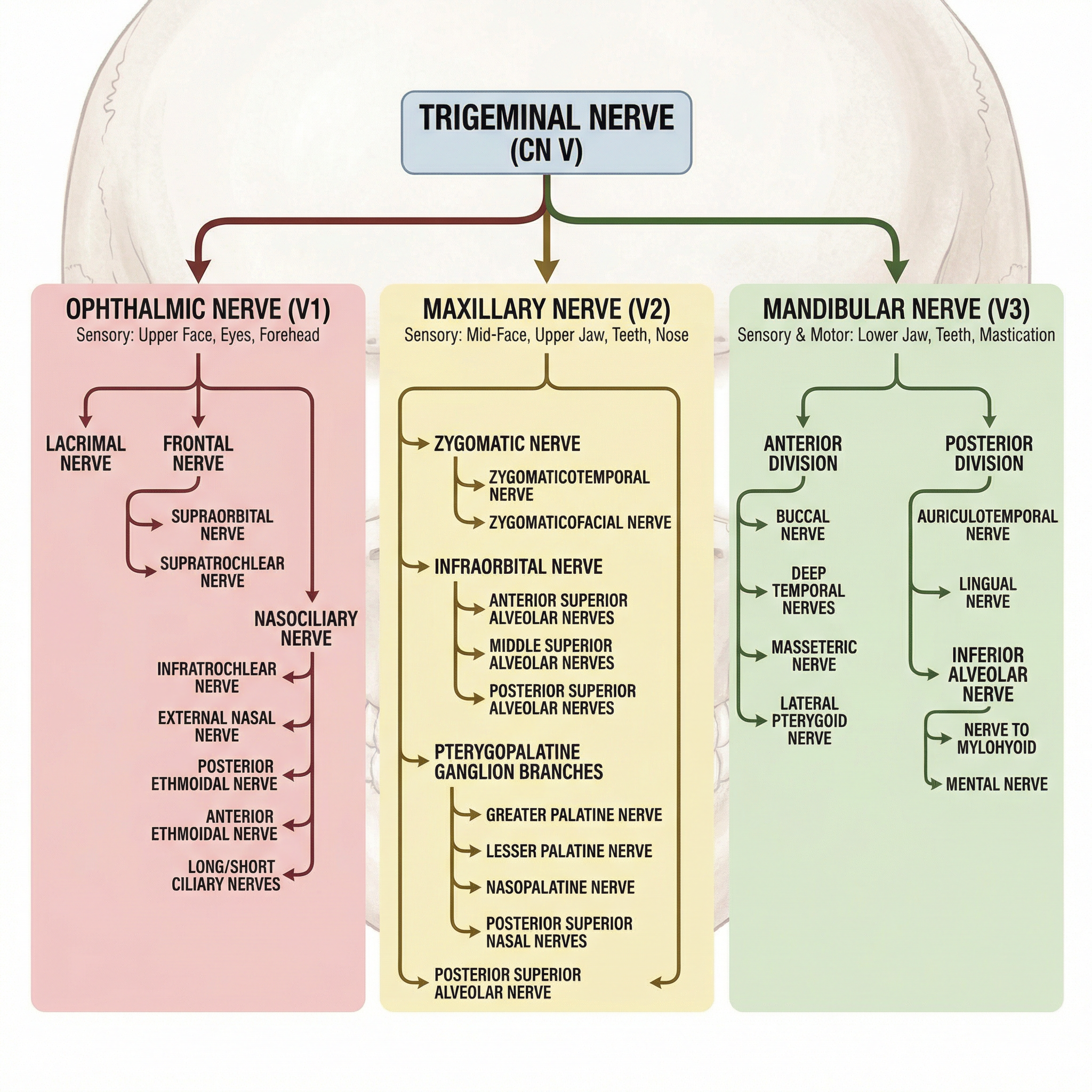 Trigeminal Nerve Pathway Flowchart