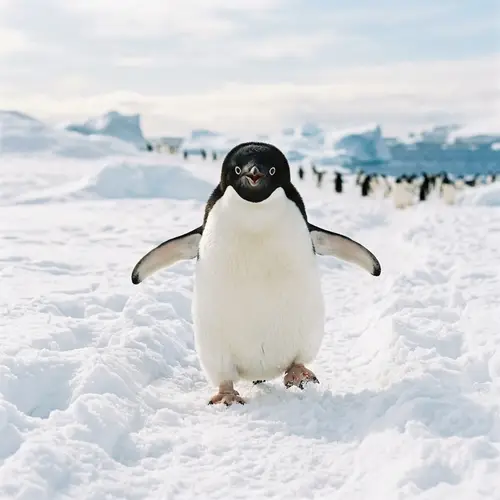 Cute Joyful Penguin - Adorable Animal Imagery