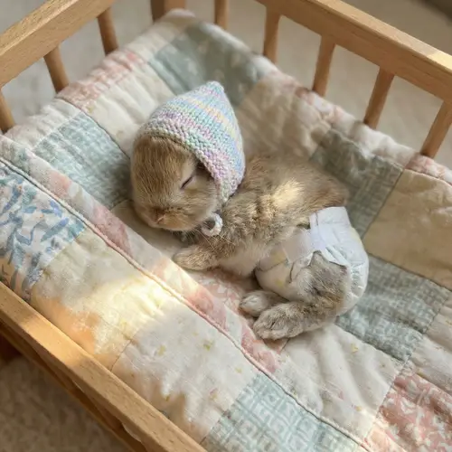 Adorable Newborn Baby Rabbit in Diapers | Cute Bunny in Crib