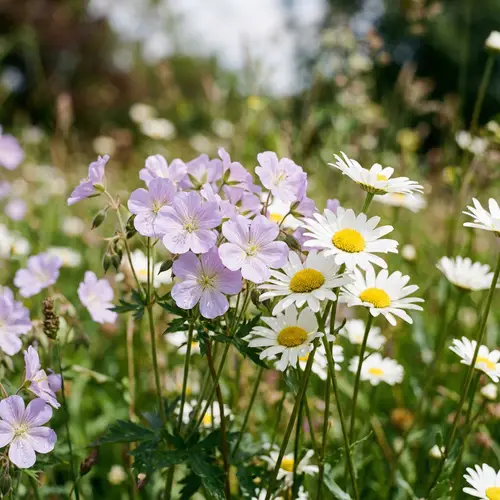 Beautiful Light Purple & White Flowers and Daisies