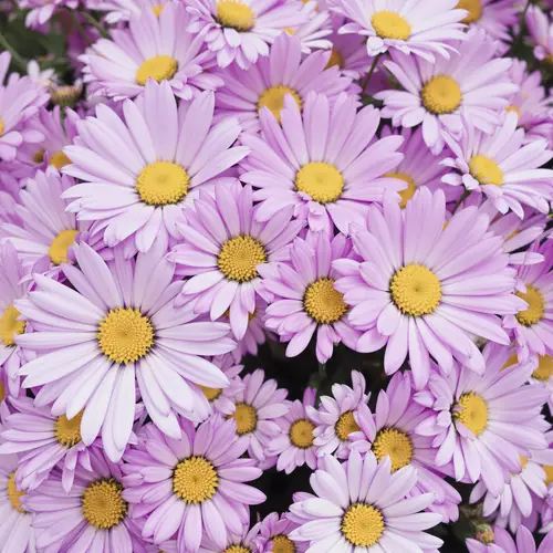 Beautiful Light Purple & White Flowers and Daisies