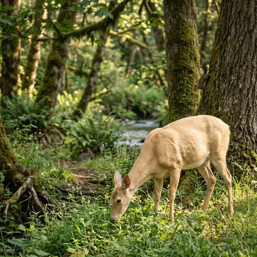 Majestic Blonde Deer Grazing in Serene Forest | Wildlife Beauty