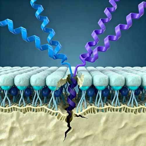 Antimicrobial Peptides Interacting with Cell Membranes