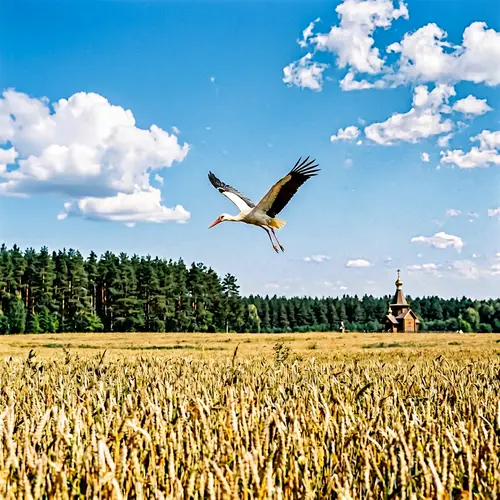 Stunning Flying Stork Over Cornfields and Forest