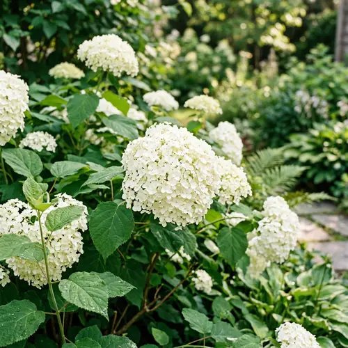 Stunning White Hydrangeas Photo