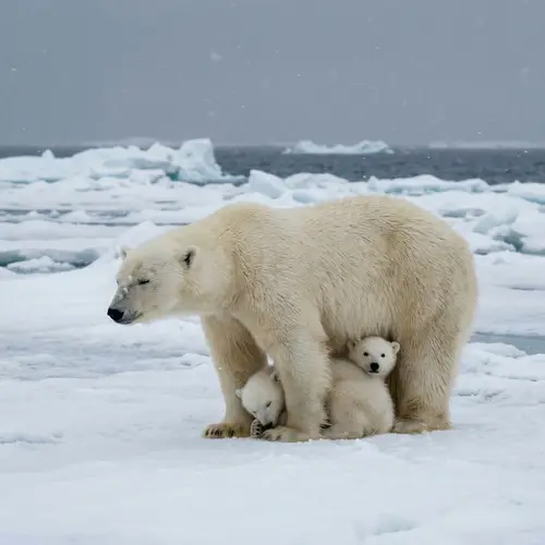 Mama Animals Braving Life for Their Kids