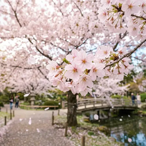 Enchanting Cherry Blossom Tree in Full Bloom