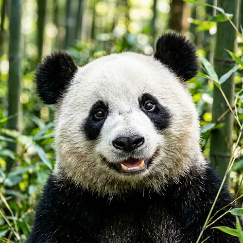 Joyful Panda Face | Serene Bamboo Forest