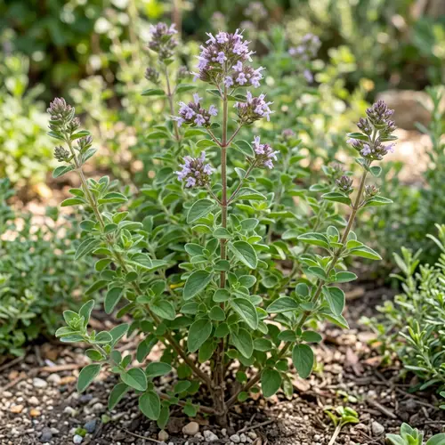 Oregano Plant: Morphological Characteristics and Features