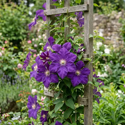 Clematis Flower: A Guide to Stunning Varieties